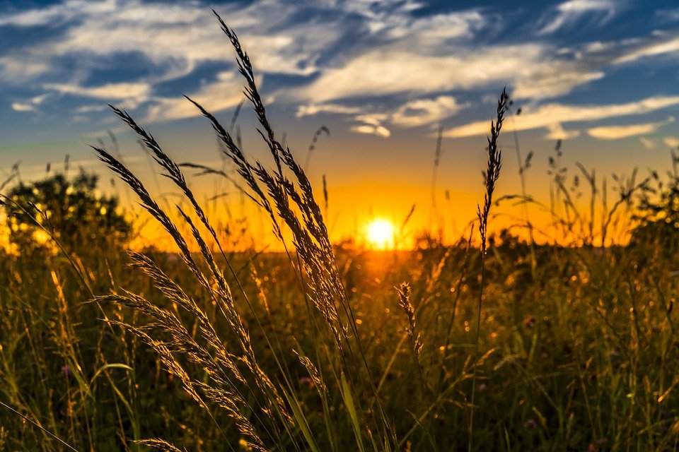 Wheat, Field, Sunset, Backlighting, Wheat Field, Barley